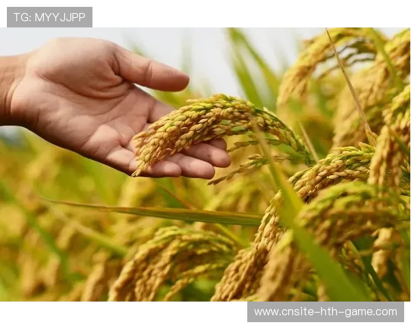 蜂军锋线速度优势明显，或成为突破口